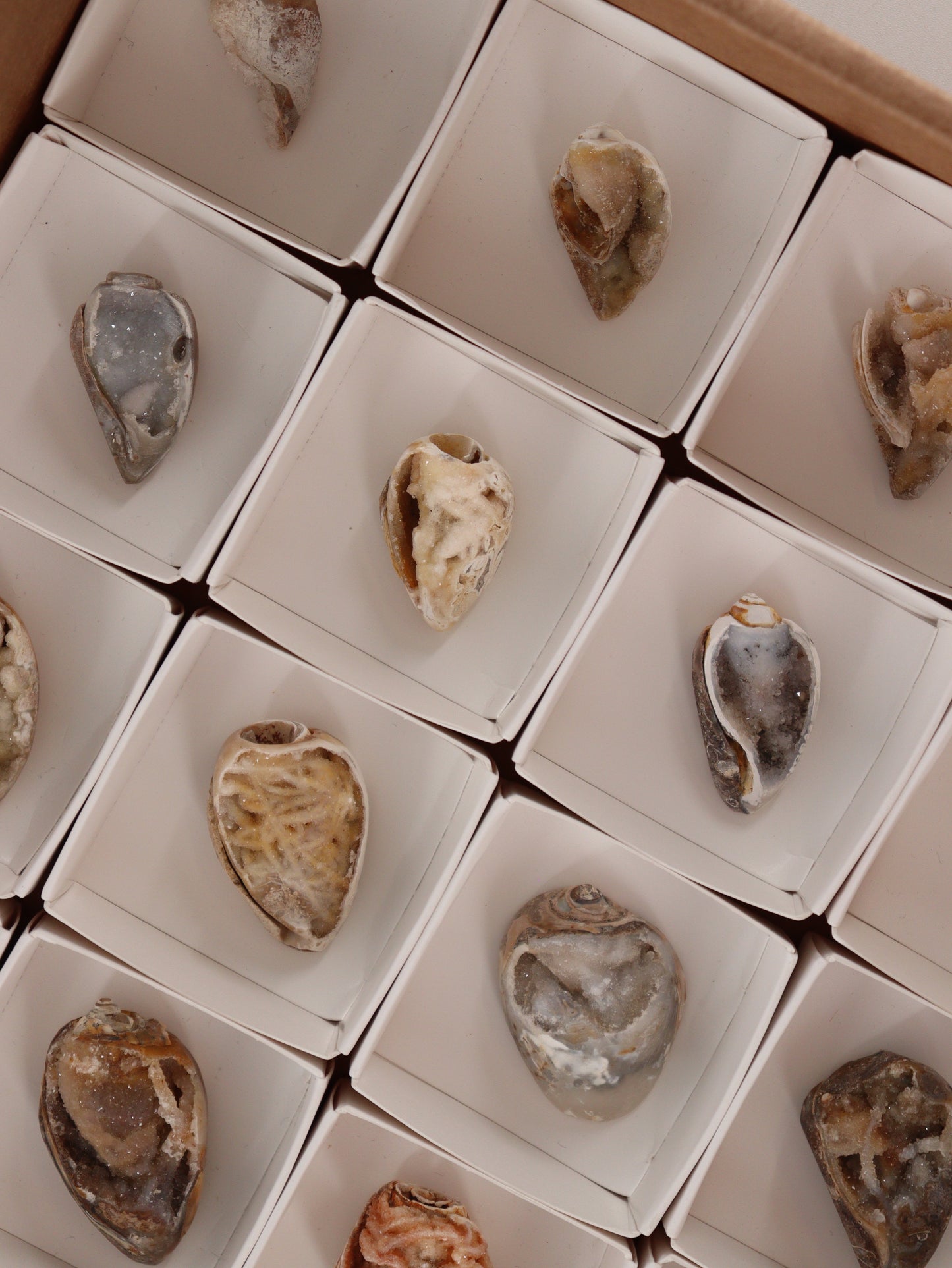 Fossil Shells Flat Set of 20 - Expert Wholesale and Supplier of Wholesale Crystals & Bulk Gemstones, []