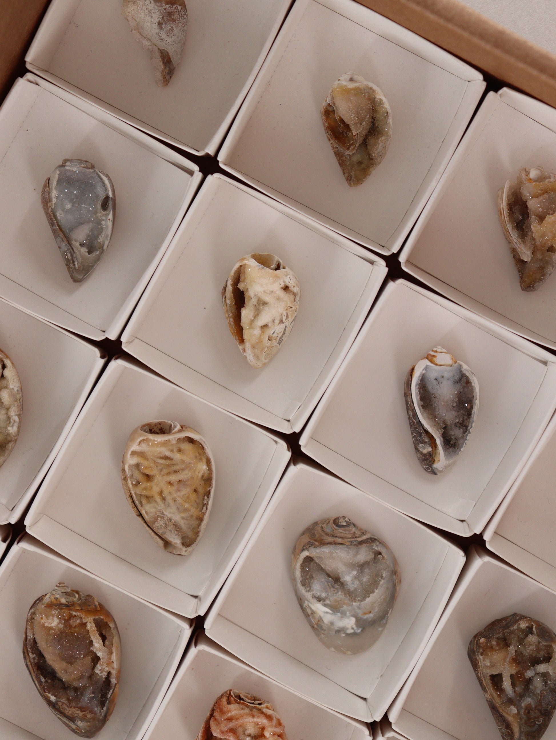 Fossil Shells Flat Set of 20 - Expert Wholesale and Supplier of Wholesale Crystals & Bulk Gemstones, []