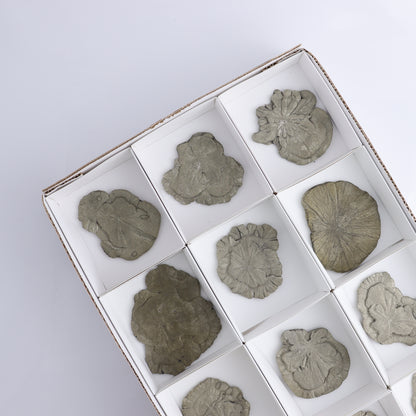 Pyrite Suns Flat of 12 - Expert Wholesale and Supplier of Wholesale Crystals & Bulk Gemstones, ["Pyrite","Suns","United States"]