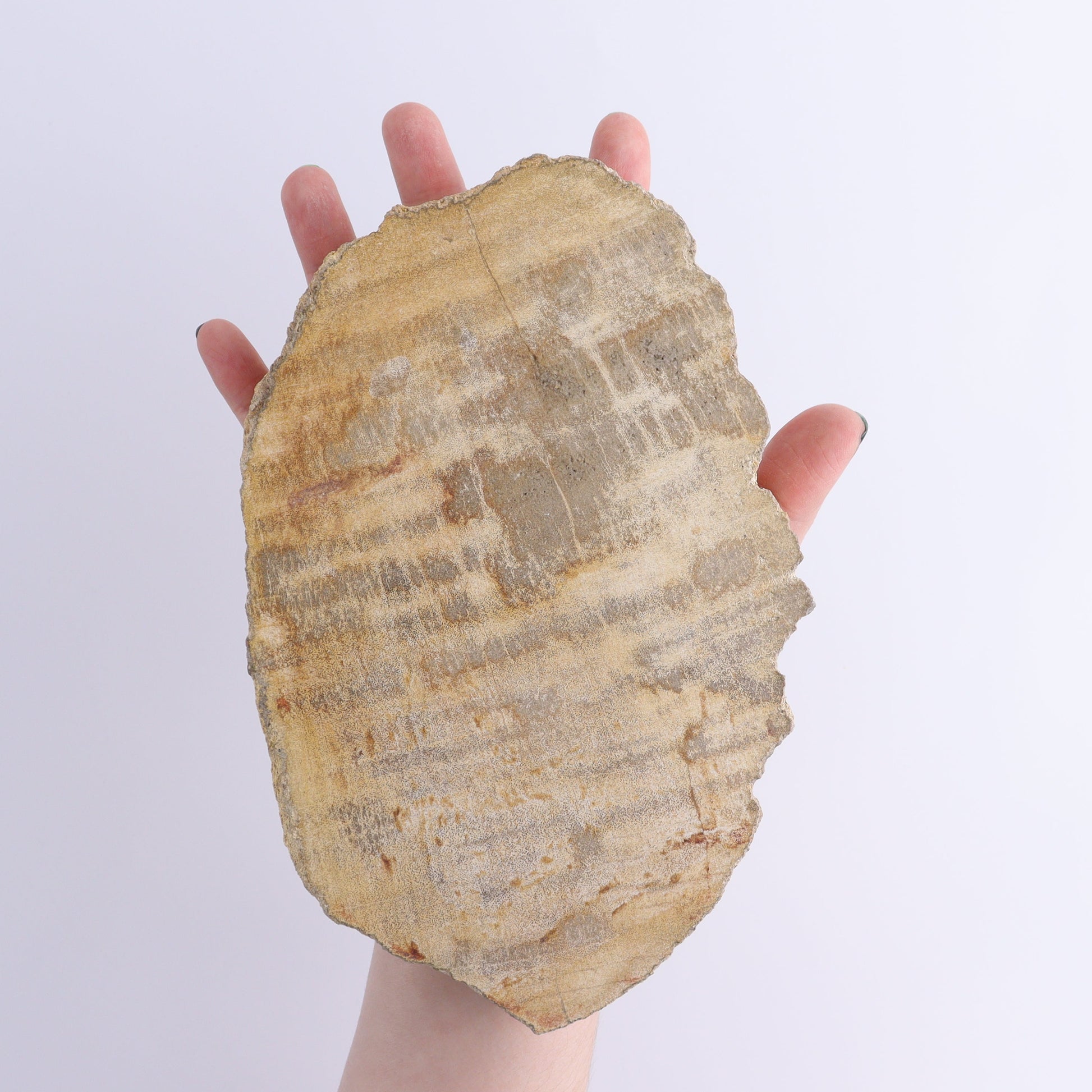 Petrified Wood Slices & Slabs Set of 4 - Expert Wholesale and Supplier of Wholesale Crystals & Bulk Gemstones, ["Freeforms","Indonesia","Petrified Wood","Slices and Slabs"]