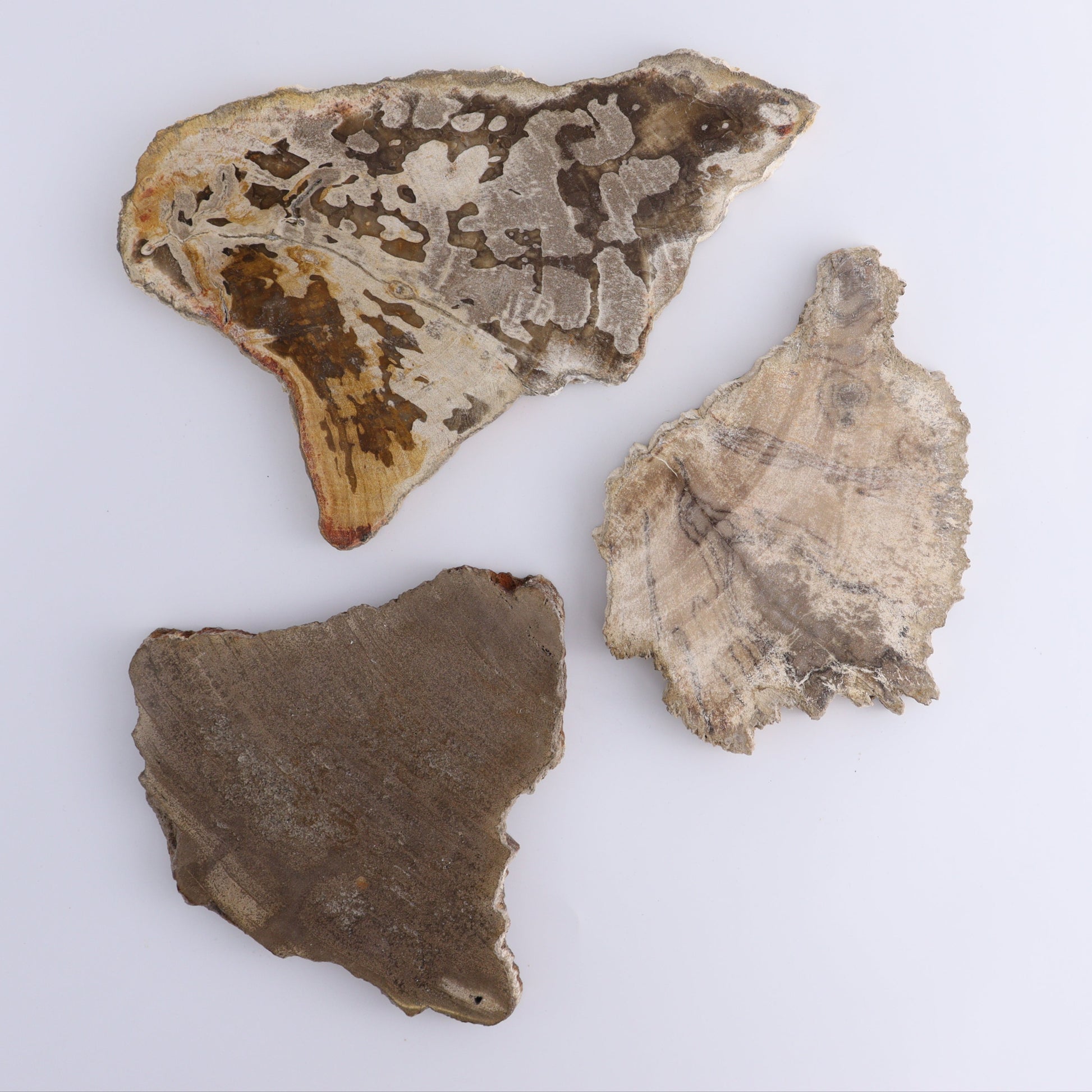 Petrified Wood Slices & Slabs Set of 3 - Expert Wholesale and Supplier of Wholesale Crystals & Bulk Gemstones, ["close_30","Freeforms","Indonesia","Petrified Wood","Slices and Slabs"]