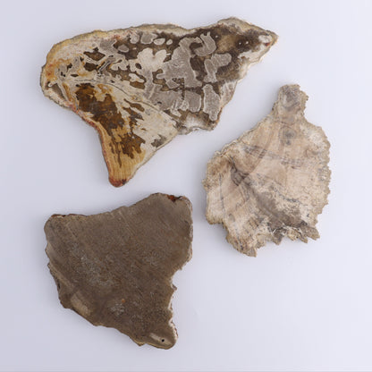 Petrified Wood Slices & Slabs Set of 3 - Expert Wholesale and Supplier of Wholesale Crystals & Bulk Gemstones, ["close_30","Freeforms","Indonesia","Petrified Wood","Slices and Slabs"]