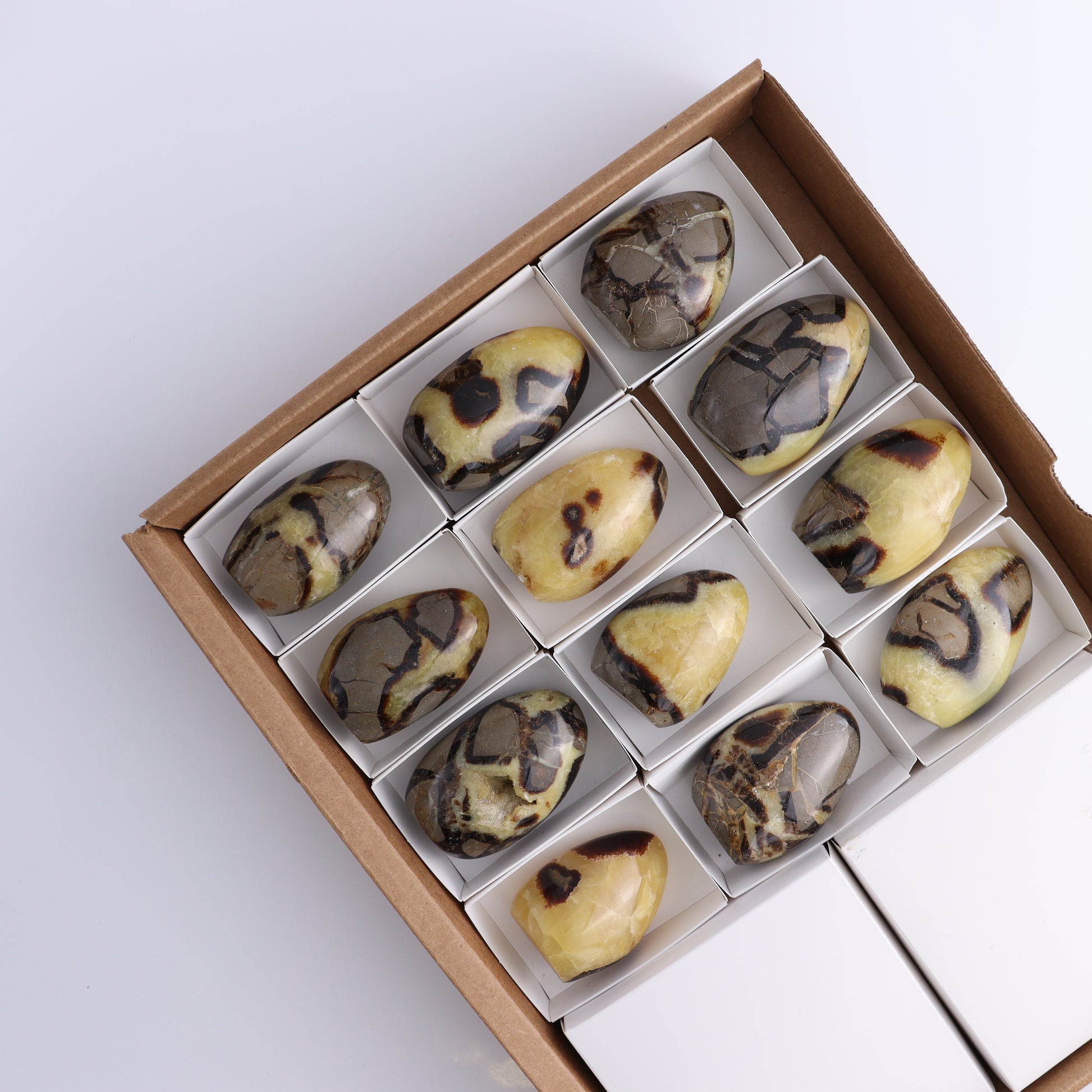 Septarian Freeforms Set of 12 - Expert Wholesale and Supplier of Wholesale Crystals & Bulk Gemstones, ["Freeforms","Madagascar","Septarian"]