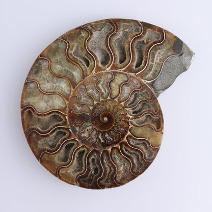 Ammonite Pair - Expert Wholesale and Supplier of Wholesale Crystals & Bulk Gemstones, ["Ammonite","Madagascar","shells"]