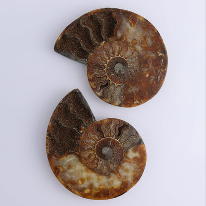 Ammonite Pair - Expert Wholesale and Supplier of Wholesale Crystals & Bulk Gemstones, ["Ammonite","Madagascar","shells"]
