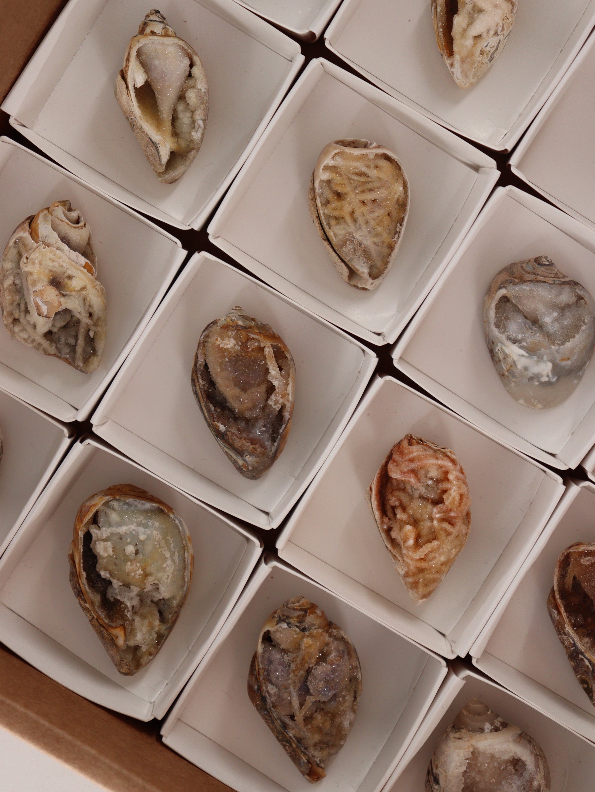 Fossil Shells Flat Set of 20 - Expert Wholesale and Supplier of Wholesale Crystals & Bulk Gemstones, []