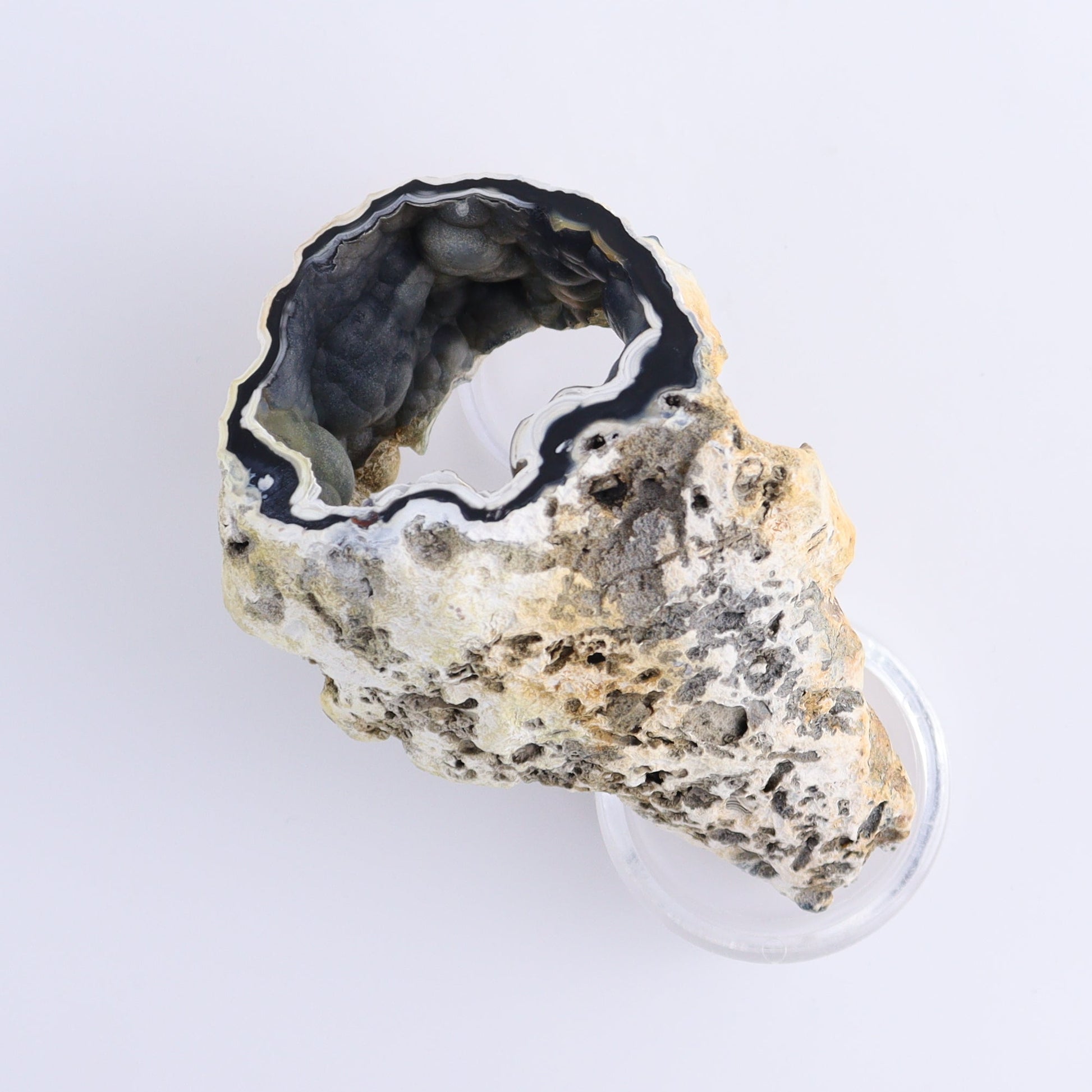 Agatized Coral Flat - Expert Wholesale and Supplier of Wholesale Crystals & Bulk Gemstones, ["Agate","Agatized Coral","Coral","United States"]