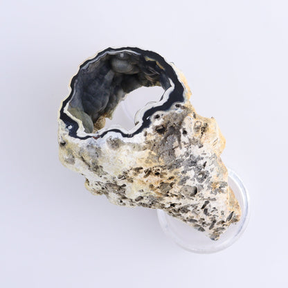Agatized Coral Flat - Expert Wholesale and Supplier of Wholesale Crystals & Bulk Gemstones, ["Agate","Agatized Coral","Coral","United States"]