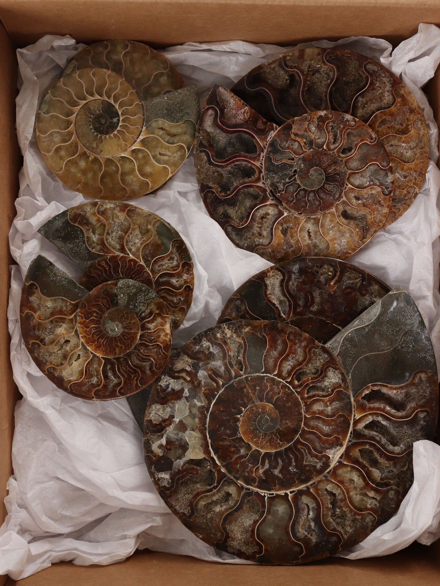 Ammonite Pairs Set of 4 - Expert Wholesale and Supplier of Wholesale Crystals & Bulk Gemstones, []
