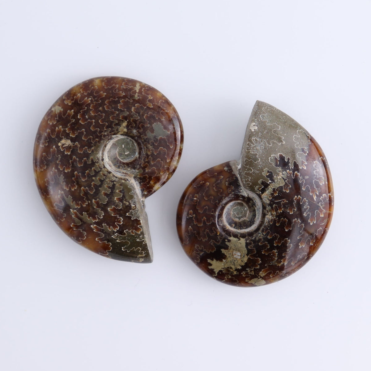 Ammonite Shells Set of 9