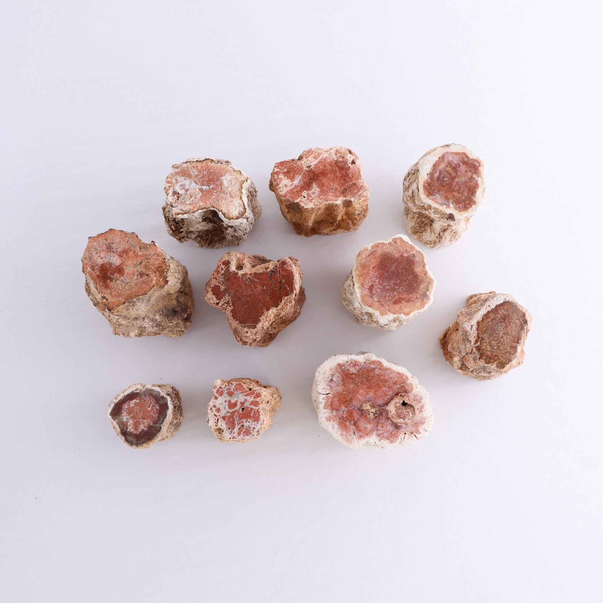 Petrified Wood Cut Bases Set of 10 - Expert Wholesale and Supplier of Wholesale Crystals & Bulk Gemstones, ["Cut Base","Petrified Wood"]