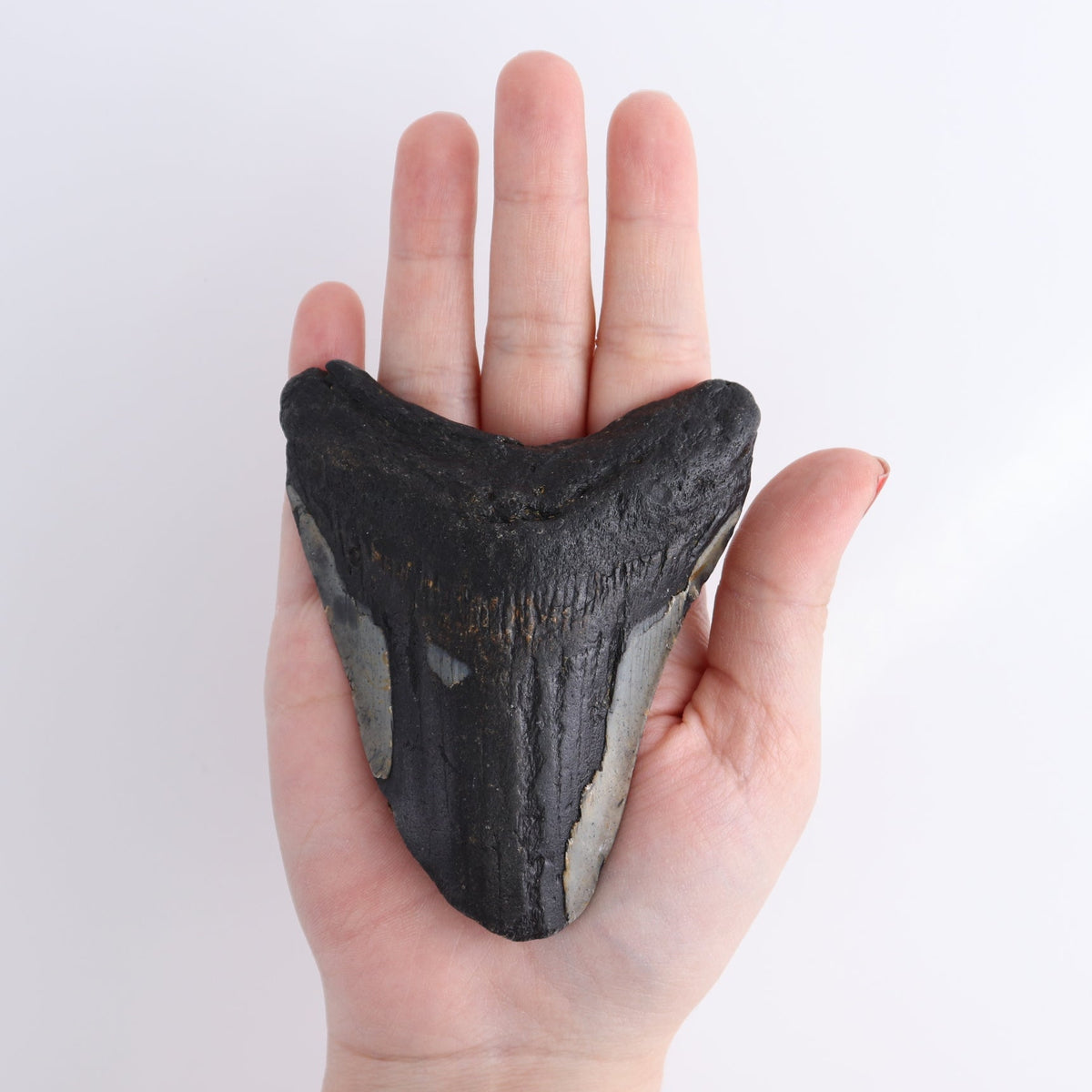 Megalodon Teeth Set of 6 - wholesale crystals