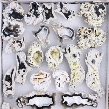 Agatized Coral Flat - Expert Wholesale and Supplier of Wholesale Crystals & Bulk Gemstones, ["Agate","Agatized Coral","Coral","United States"]