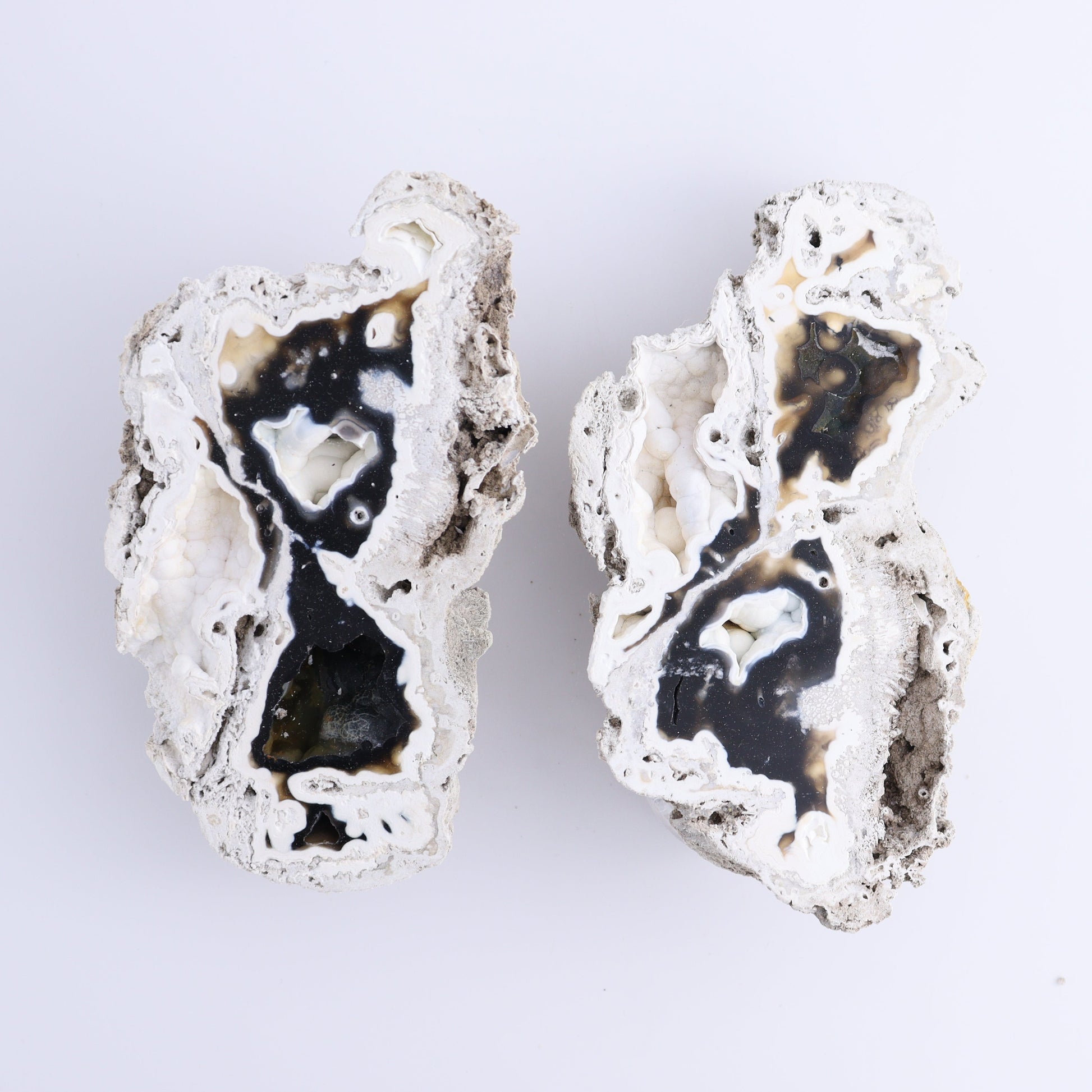 Agatized Coral Flat - Expert Wholesale and Supplier of Wholesale Crystals & Bulk Gemstones, ["Agate","Agatized Coral","Coral","United States"]