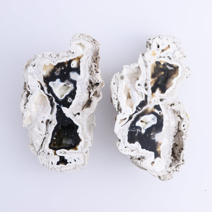 Agatized Coral Flat - Expert Wholesale and Supplier of Wholesale Crystals & Bulk Gemstones, ["Agate","Agatized Coral","Coral","United States"]