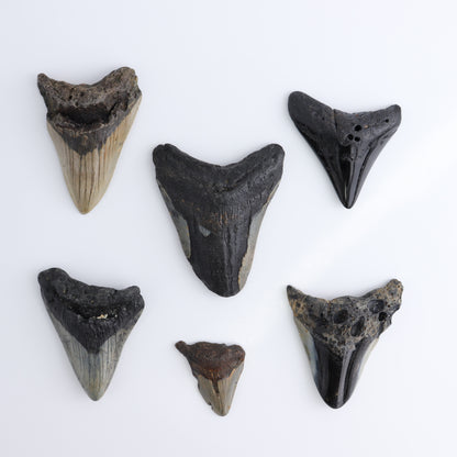 Megalodon Teeth Set of 6 - wholesale crystals