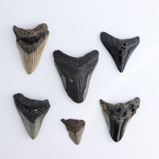 Megalodon Teeth Set of 6 - wholesale crystals