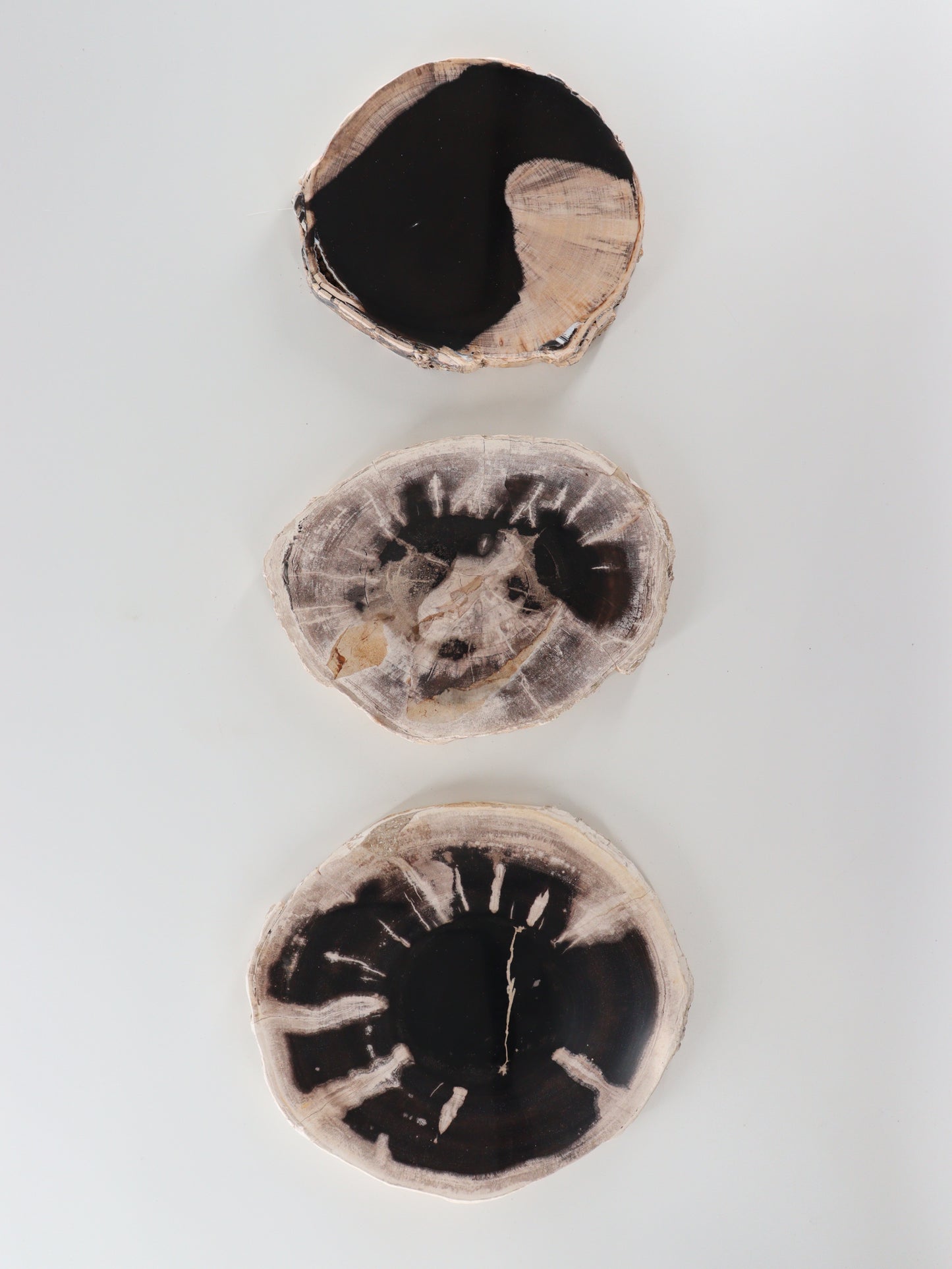 Petrified Wood Slices and Slabs Set of 3 - Expert Wholesale and Supplier of Wholesale Crystals & Bulk Gemstones, []