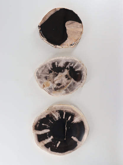 Petrified Wood Slices and Slabs Set of 3 - Expert Wholesale and Supplier of Wholesale Crystals & Bulk Gemstones, []