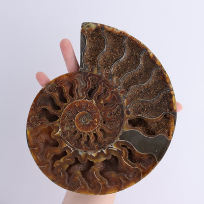 Ammonite Pair - Expert Wholesale and Supplier of Wholesale Crystals & Bulk Gemstones, ["Ammonite","close_30","Madagascar","shells"]