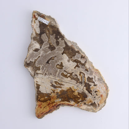 Petrified Wood Slices & Slabs Set of 3 - Expert Wholesale and Supplier of Wholesale Crystals & Bulk Gemstones, ["close_30","Freeforms","Indonesia","Petrified Wood","Slices and Slabs"]