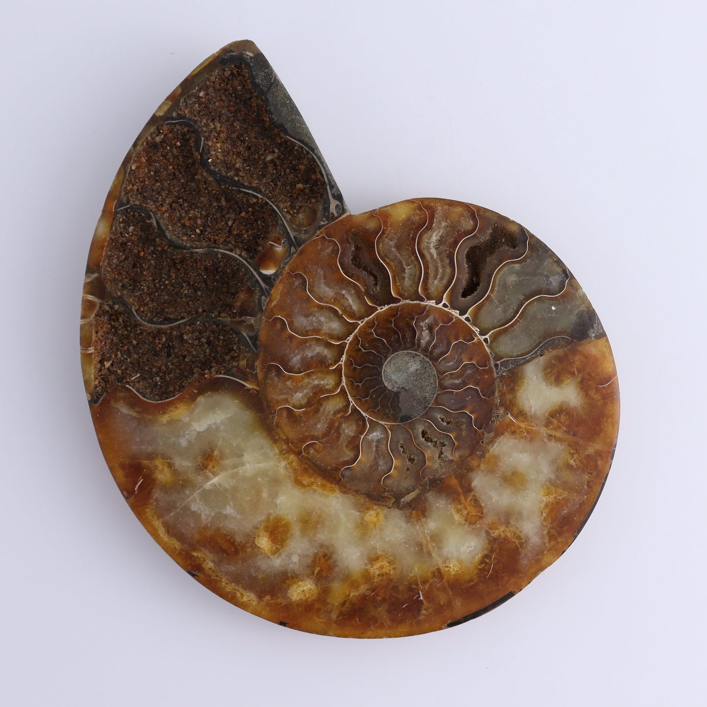 Ammonite Pair - Expert Wholesale and Supplier of Wholesale Crystals & Bulk Gemstones, ["Ammonite","Madagascar","shells"]