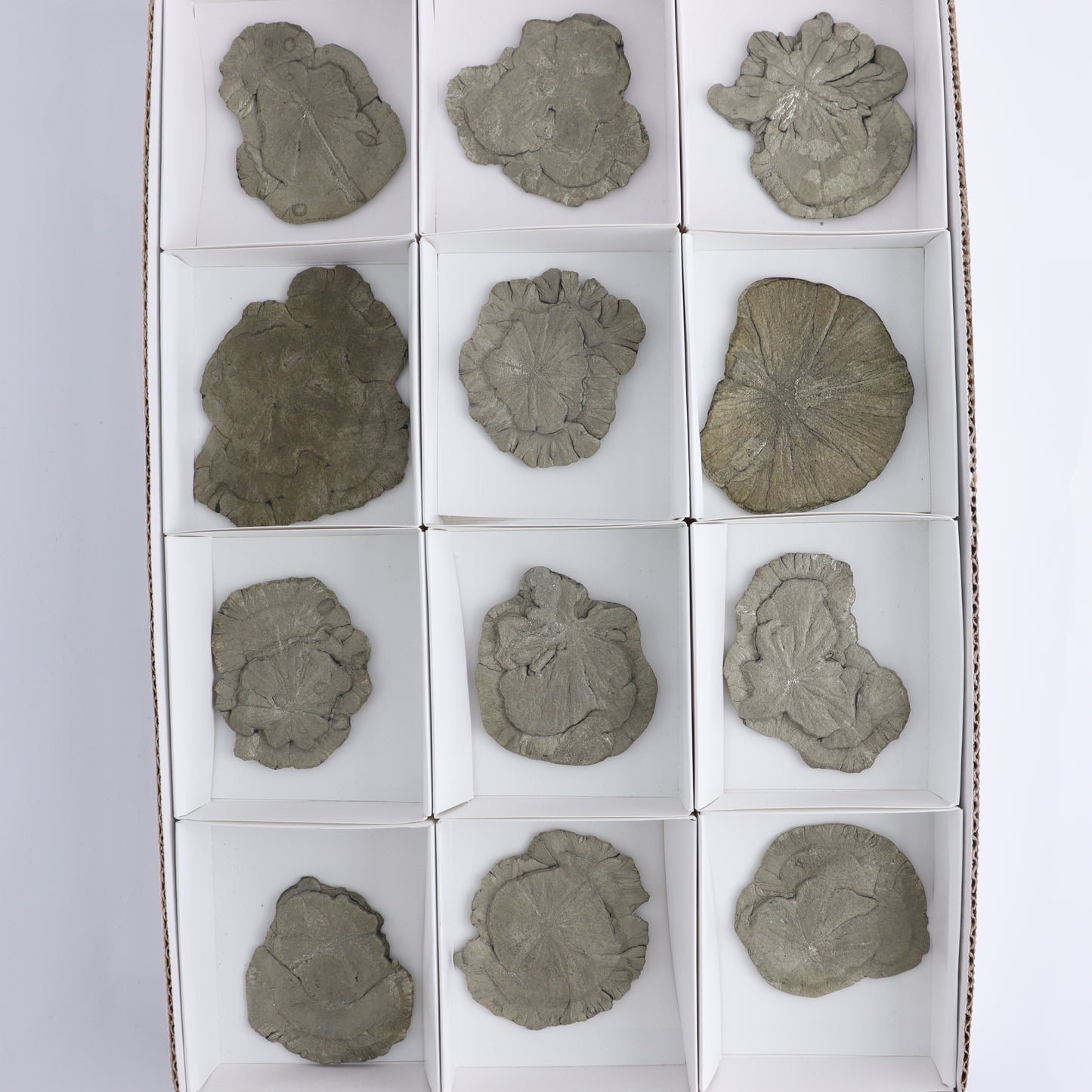 Pyrite Suns Flat of 12 - Expert Wholesale and Supplier of Wholesale Crystals & Bulk Gemstones, ["Pyrite","Suns","United States"]