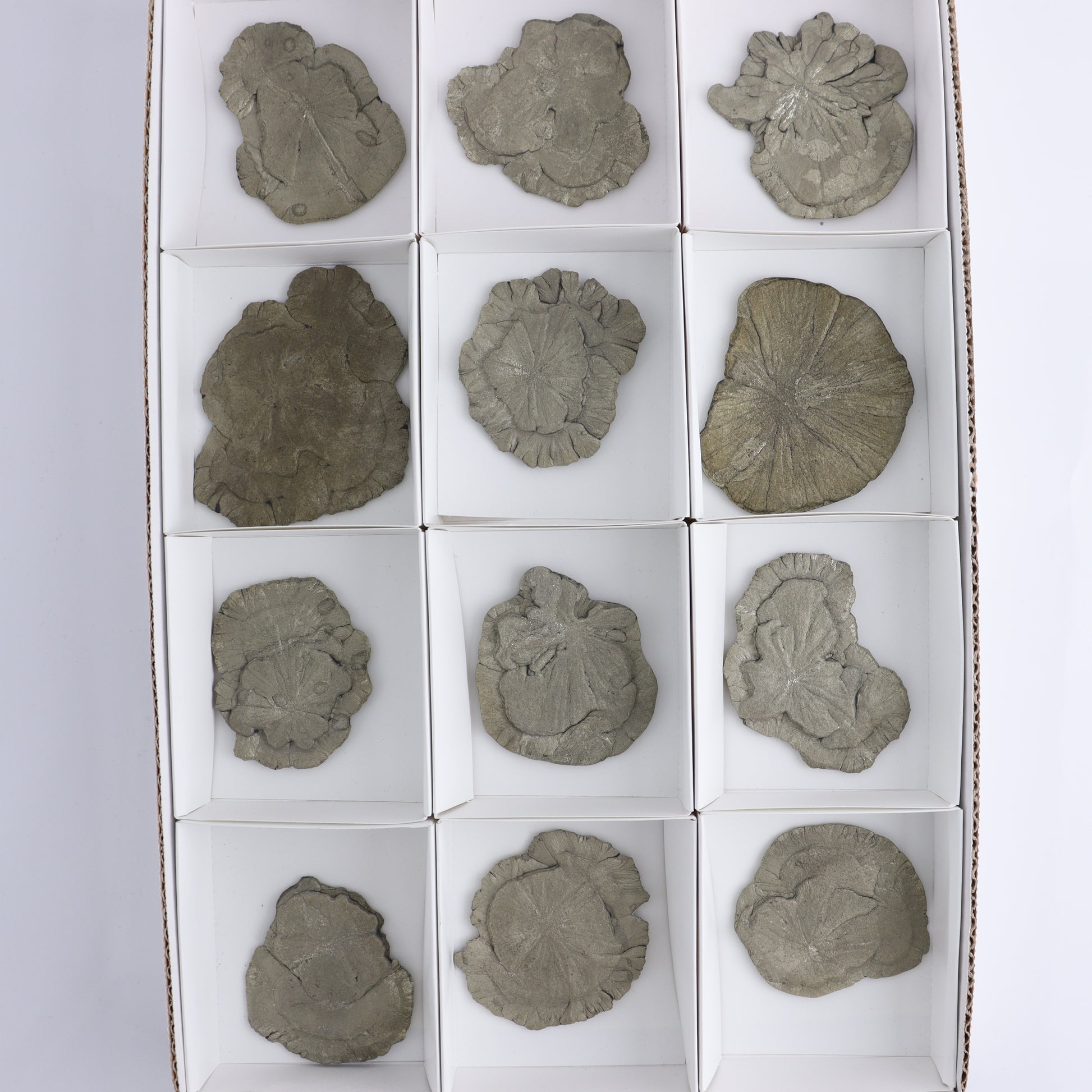 Pyrite Suns Flat of 12 - Expert Wholesale and Supplier of Wholesale Crystals & Bulk Gemstones, ["Pyrite","Suns","United States"]