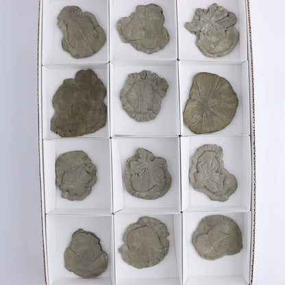 Pyrite Suns Flat of 12 - Expert Wholesale and Supplier of Wholesale Crystals & Bulk Gemstones, ["Pyrite","Suns","United States"]