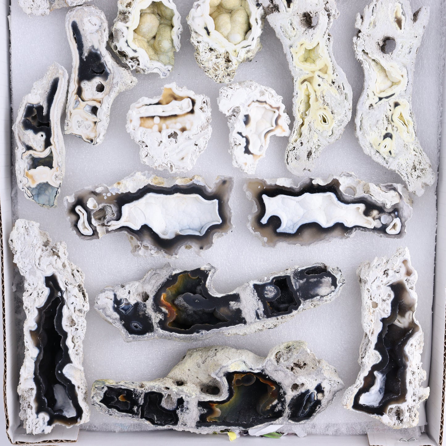 Agatized Coral Flat - Expert Wholesale and Supplier of Wholesale Crystals & Bulk Gemstones, ["Agate","Agatized Coral","Coral","United States"]