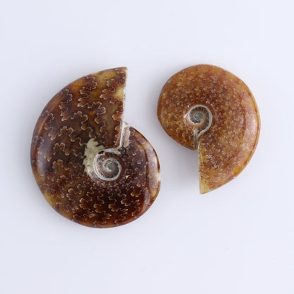Ammonite Shells Set of 9