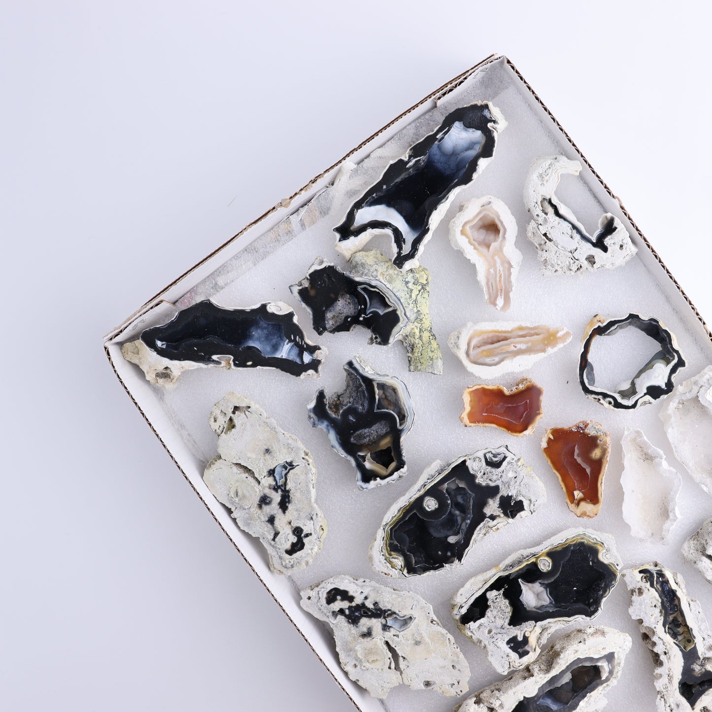 Agatized Coral Flat - Expert Wholesale and Supplier of Wholesale Crystals & Bulk Gemstones, ["Agate","Agatized Coral","Coral","United States"]