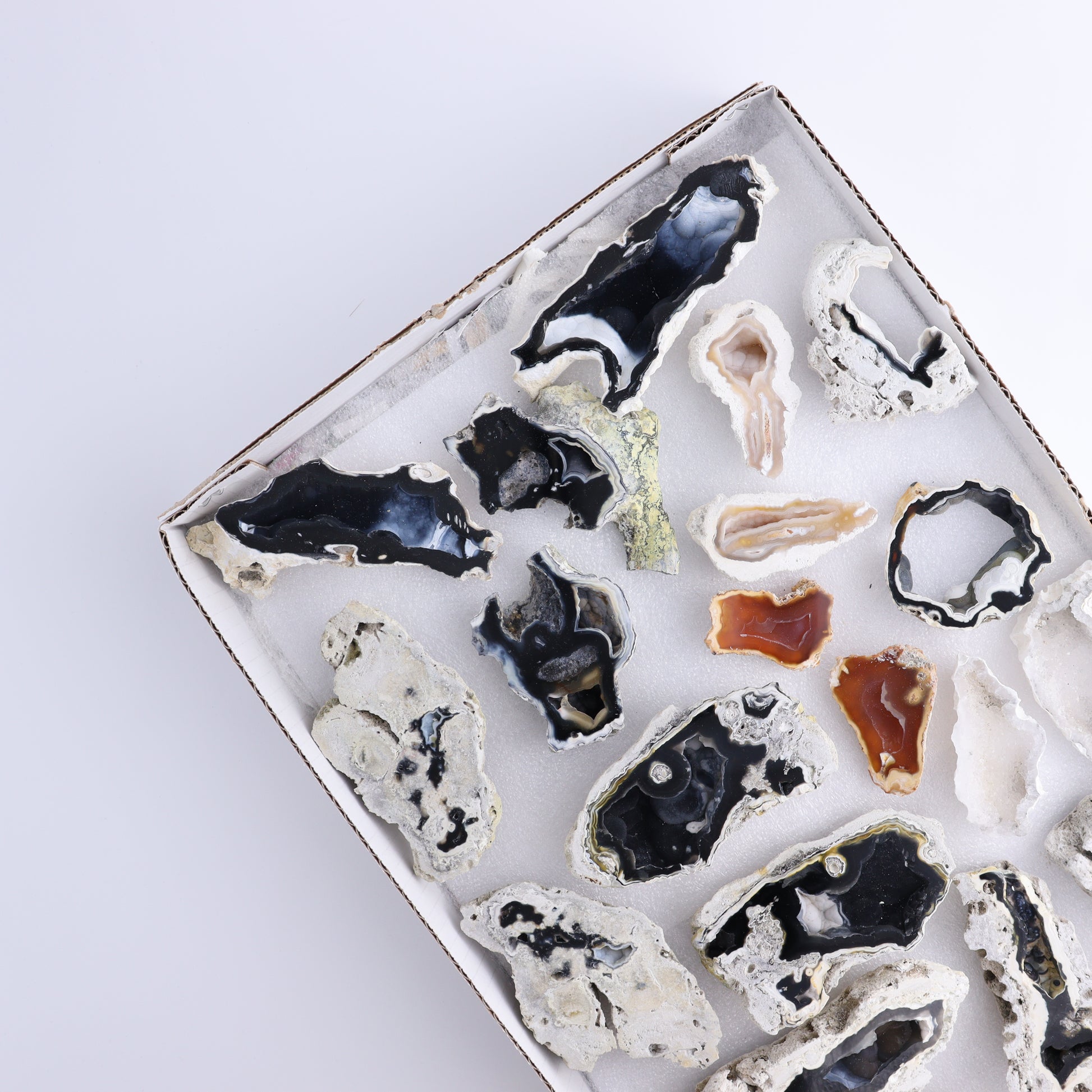 Agatized Coral Flat - Expert Wholesale and Supplier of Wholesale Crystals & Bulk Gemstones, ["Agate","Agatized Coral","Coral","United States"]