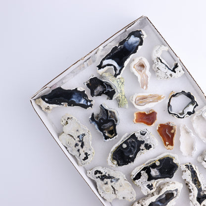 Agatized Coral Flat - Expert Wholesale and Supplier of Wholesale Crystals & Bulk Gemstones, ["Agate","Agatized Coral","Coral","United States"]