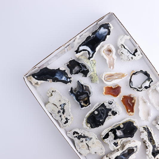 Agatized Coral Flat - Expert Wholesale and Supplier of Wholesale Crystals & Bulk Gemstones, ["Agate","Agatized Coral","Coral","United States"]