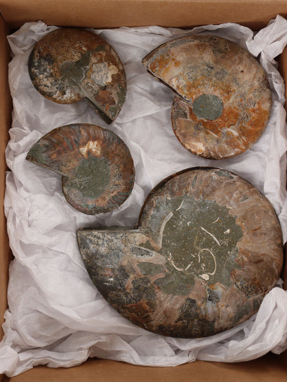 Ammonite Pairs Set of 4 - Expert Wholesale and Supplier of Wholesale Crystals & Bulk Gemstones, []