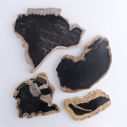 Petrified Wood Slices & Slabs Set of 4