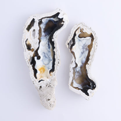 Agatized Coral Flat - Expert Wholesale and Supplier of Wholesale Crystals & Bulk Gemstones, ["Agate","Agatized Coral","Coral","United States"]