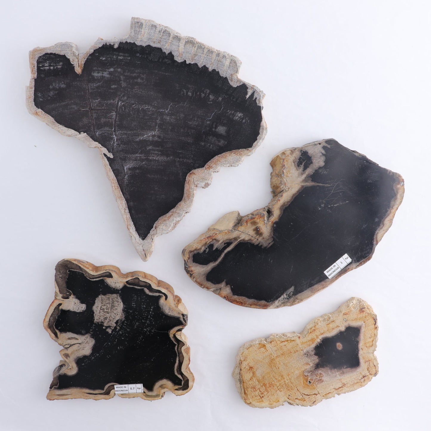 Petrified Wood Slices & Slabs Set of 4