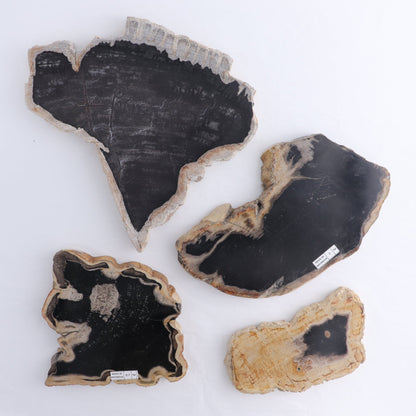 Petrified Wood Slices & Slabs Set of 4