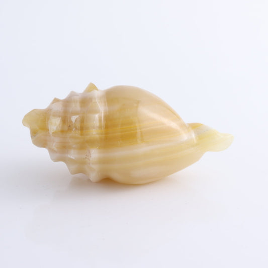 One Mexican Onyx/Calcite Shell Cut Base Beige/Honey