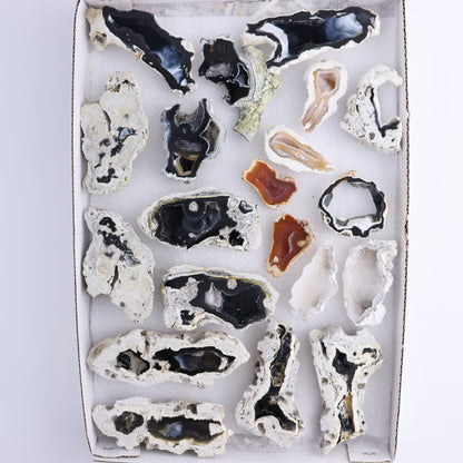 Agatized Coral Flat - Expert Wholesale and Supplier of Wholesale Crystals & Bulk Gemstones, ["Agate","Agatized Coral","Coral","United States"]