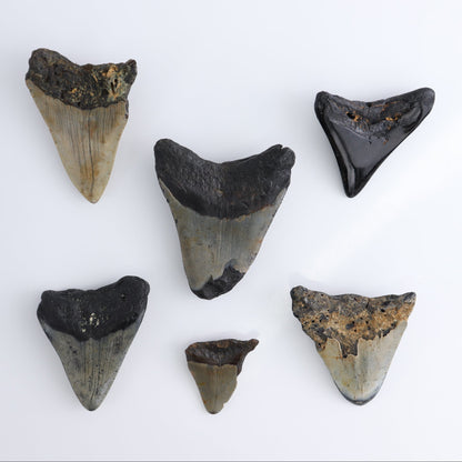 Megalodon Teeth Set of 6 - wholesale crystals