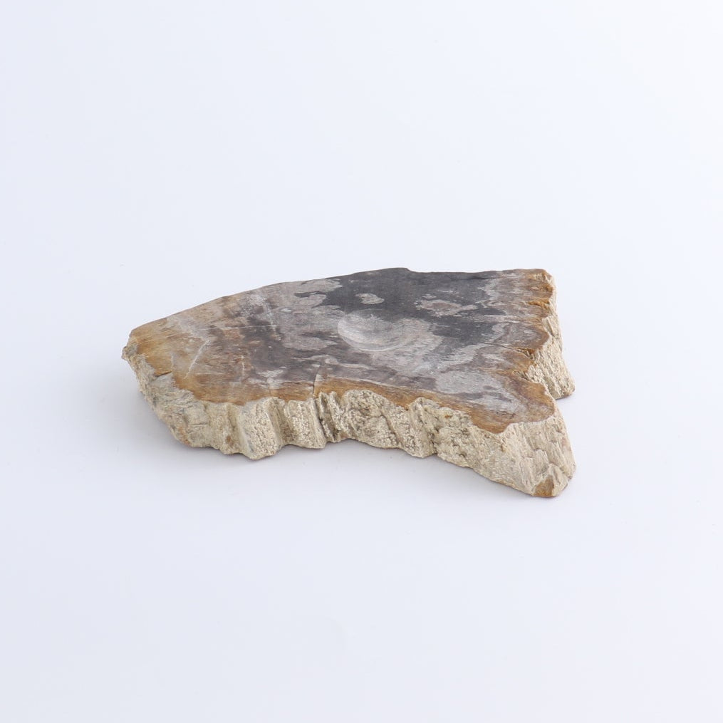 One Petrified Wood Sphere Holder