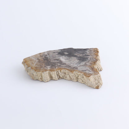 One Petrified Wood Sphere Holder