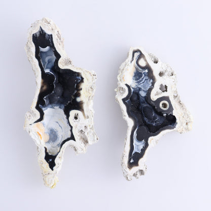 Agatized Coral Flat - Expert Wholesale and Supplier of Wholesale Crystals & Bulk Gemstones, ["Agate","Agatized Coral","Coral","United States"]