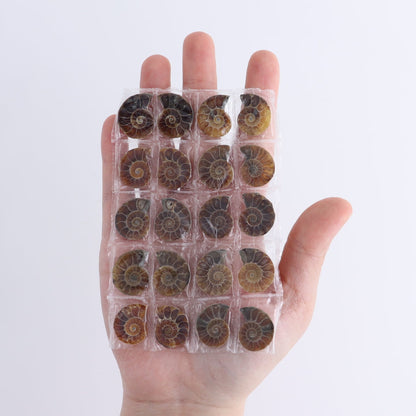 One 10 Pairs Mini Ammonite Set