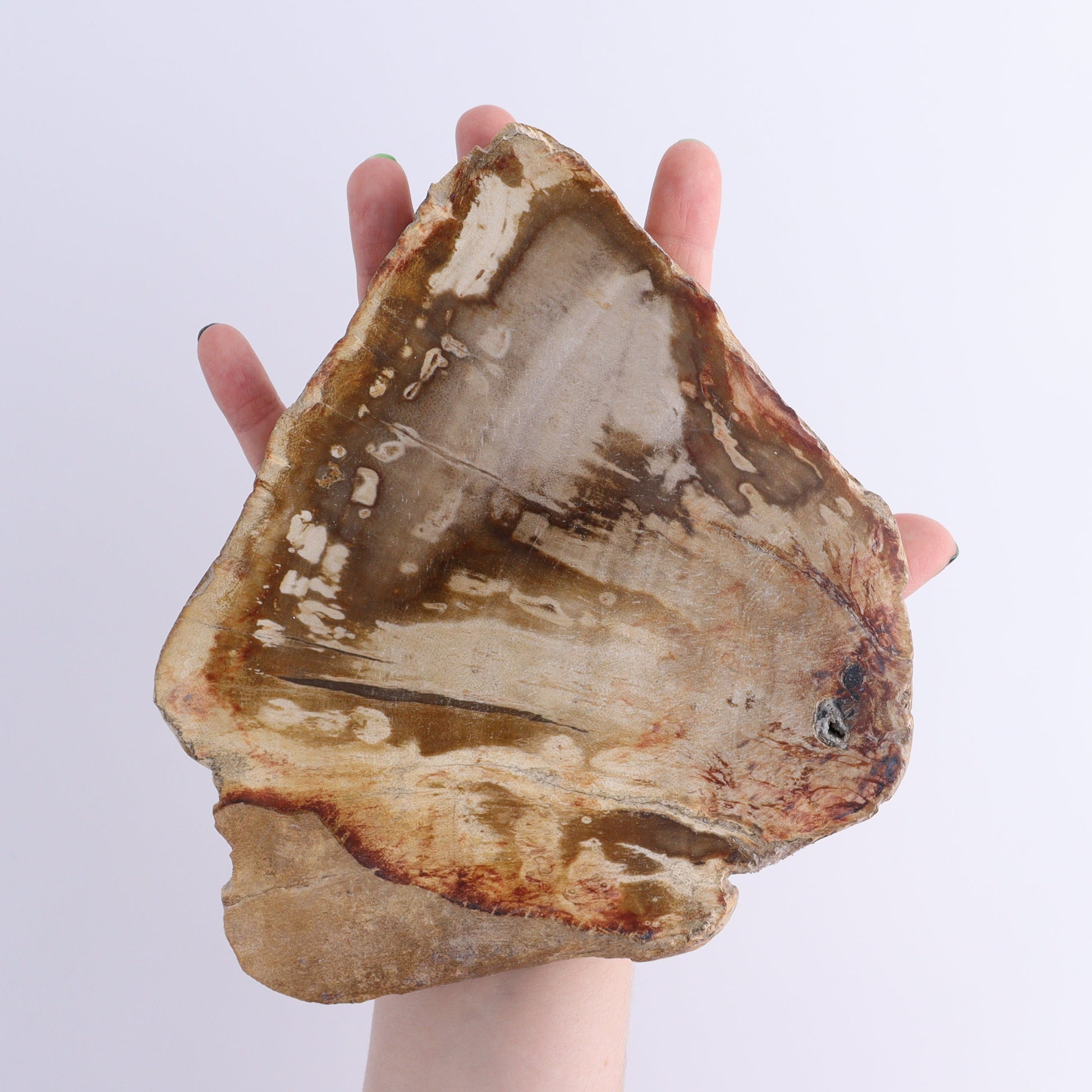 Petrified Wood Slices & Slabs Set of 4 - Expert Wholesale and Supplier of Wholesale Crystals & Bulk Gemstones, ["Freeforms","Indonesia","Petrified Wood","Slices and Slabs"]