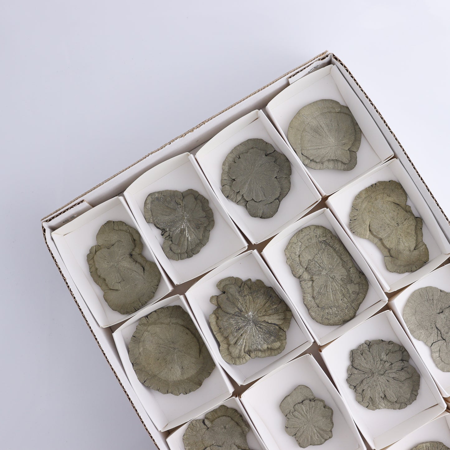 Pyrite Suns Flat of 16 - Expert Wholesale and Supplier of Wholesale Crystals & Bulk Gemstones, ["Pyrite","Suns","United States"]