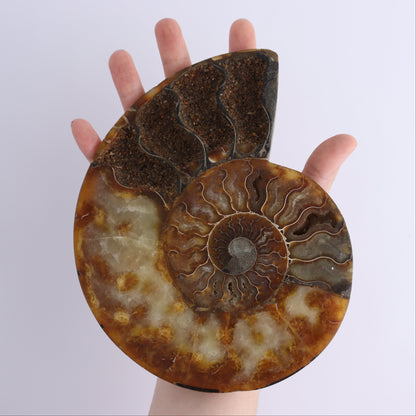 Ammonite Pair - Expert Wholesale and Supplier of Wholesale Crystals & Bulk Gemstones, ["Ammonite","Madagascar","shells"]